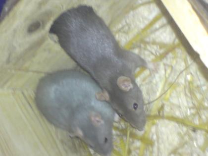 2 Dumboratten ca. 8 Monate alt weiblich abzugeben