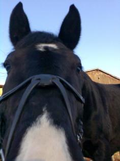 Suche eine Reitbeteiligung für meinen Wallach 7 Jahre/170cm