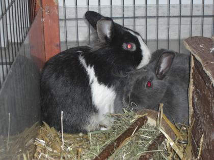2 Kaninchen abzugeben