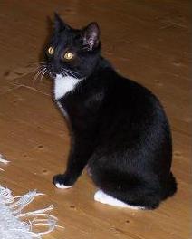 Katze Mimi sucht neues Zuhause