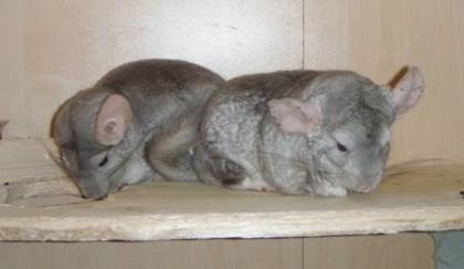 2 Chinchillaböckchen mit Schrank in liebevolle Hände abzugeben nur Selbstabhol
