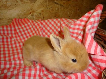Handzahme gesunde Kaninchen abzugeben. kleine Hobbiezucht hat wieder kleine