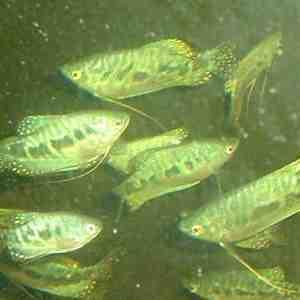 TOP - ANGEBOT BLAUE FADENFISCHE