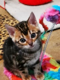 Wunderschöne Bengalkitten reinrassig Kätzchen 31. 12. 2022