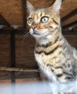 Bengal Kater sucht liebevolles Zuhause