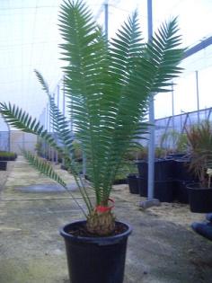 Dioon spinulosum