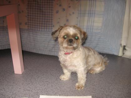 SCHMERZLICH VERMISST WIR SUCHEN UNSERE LIEBE SHI-TZU HÜNDIN EMELY