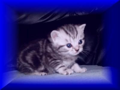 Whiskaskitten