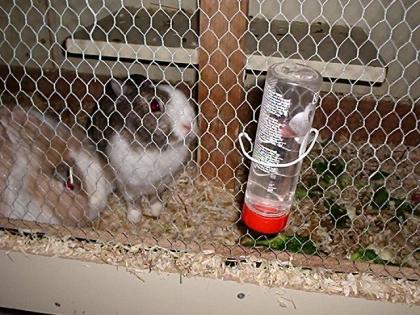 Löwenköpfchenpäärchen zu verschenken Weibchen zu verschenken