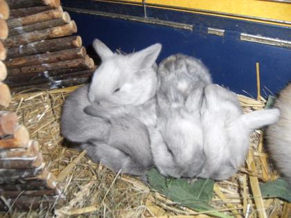 Widder Hasenbabys suchen neues zuhause