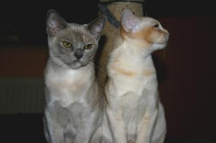 2 süße Burma Burmesen Kitten weibl. Farben creme u. lilac-tortie sofort abgabeb