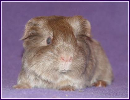 Meerschwein jungböcke