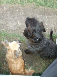 Biete flexible Hundebetreu. in Harburg Umgebung