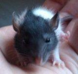 Ratten Babys nahe QLB suchen neues Zuhause verschenken