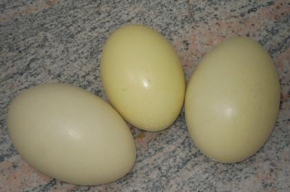 Ausgeblasene Nandueier zum Bemalen o. Dekorieren zu Ostern