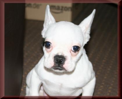 Franz. Bulldogge