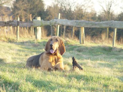 St. Hubertus Bloodhound Deckrüde gesucht