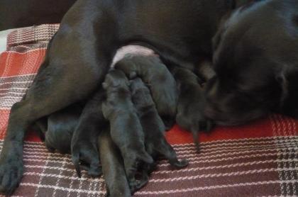 Zuckersüße edle Labrador-Welpen in choco mit Papieren