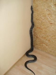 Tigerpython
