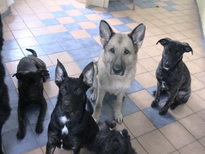 3 süße Welpen suchen noch eine liebe Familie