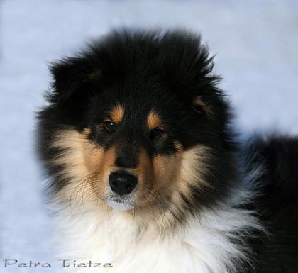 Kleiner collie rüde sucht.