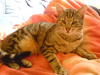 Kater Caspar ca. 2 Jahre verschmust stubenrein norwegische Waldkatze Muster