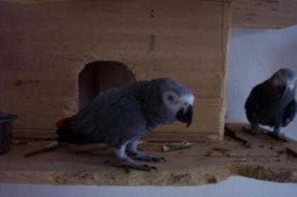 HENNE sucht HAHN . Graupapagei der nicht fliegen kann .