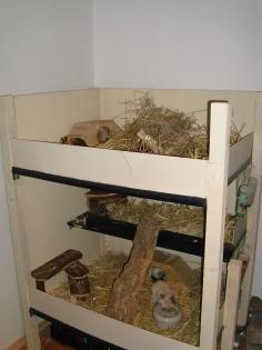Suche liebevolle Abnehmer für 3 Meerschweinchen