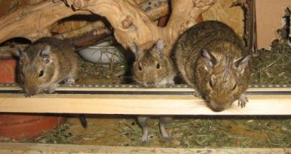 3er Degu-Mädelsgruppe 1x ca 1 Jahr 2x 7 W zu vermitteln