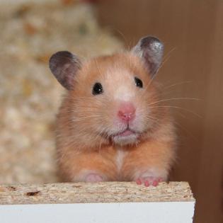 HAMSTER - Jungtiere aus artgerechter Zucht