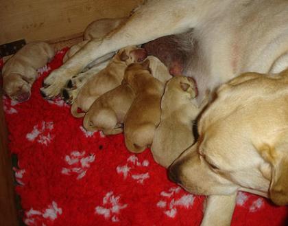 Labradorwelpen Labradorzüchter labradordeckrüde
