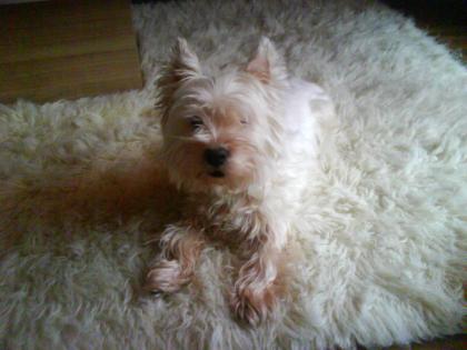 West Higland Terrier 13 Jahre