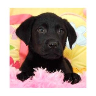 Wunderschöne reinrassige Labrador Welpen