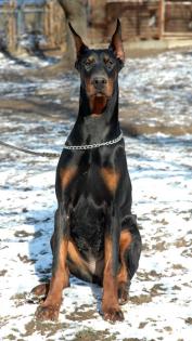 Die Dobermannzucht Hohenflamme verkauft erstklassige Welpen