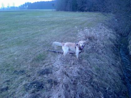 Bildhübscher Golden Retriever mit Stammbaum dringend abzugeben