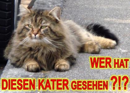 Langhaar Tigerkater entlaufen