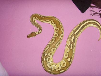 Spider het. pied Butter Classic