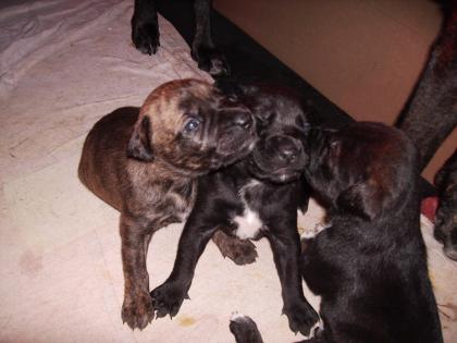 American-Stafford-Boxer Welpen zu verkaufen