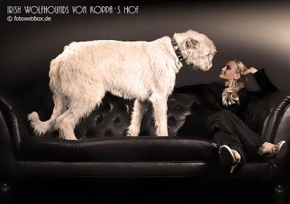 Irish Wolfhound Deckrüde Zola