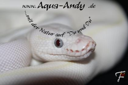 Verkaufe Königspython Python regius verschiedene Varianten