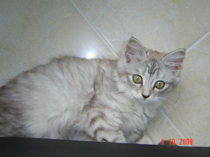 Deckkater für Perser-Siamkatze gesucht