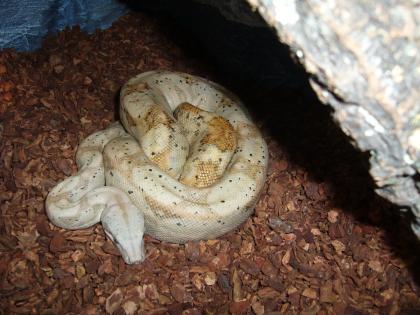 Boa constrictor imperator Hog Island Orange Phase