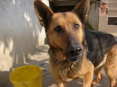 LUNA sucht Zuhause