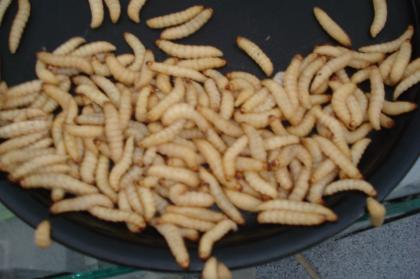 Wachsraupen Wachsmaden Bienenmaden