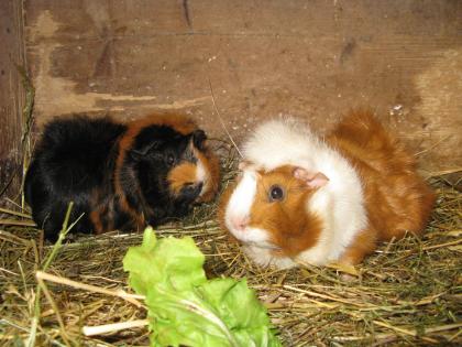2 Meerschweinchen zu verschenken