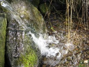 Biologische Algen. - und Mückenbekämpfung für Schwimm. - und Gartenteiche