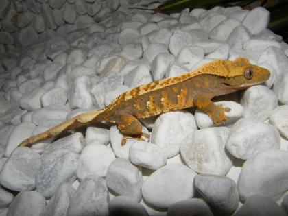 Kronengeckos Leopardgeckos Goldstaubtaggeckos abzugeben
