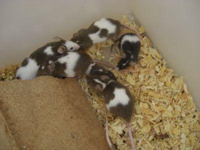 Schlangenfuttertiere / Mäusebabys