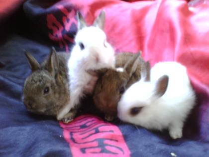 4 Süße Zwergkaninchenbabys abzugeben