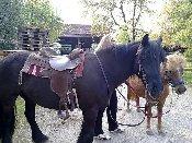 Reitbeteiligung auf Friesenmix und Fellpony gesucht